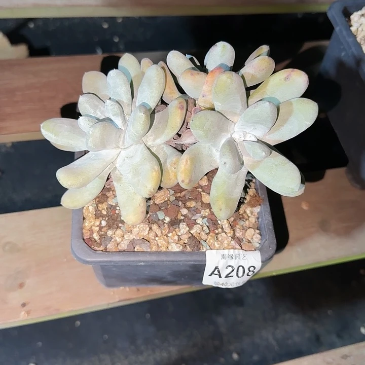 拇指仙女杯多肉植物