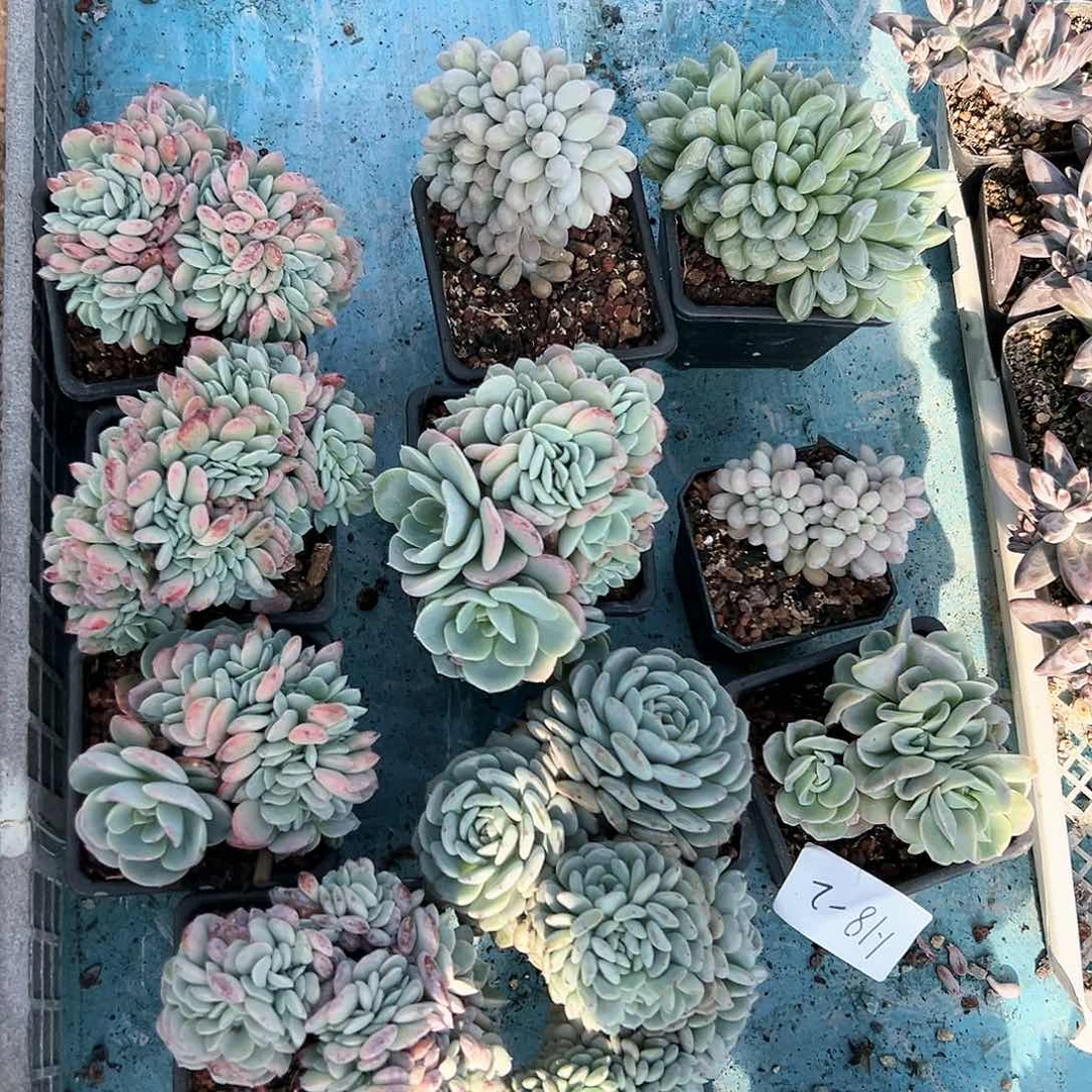 118-2缀化多肉品种随机发一颗