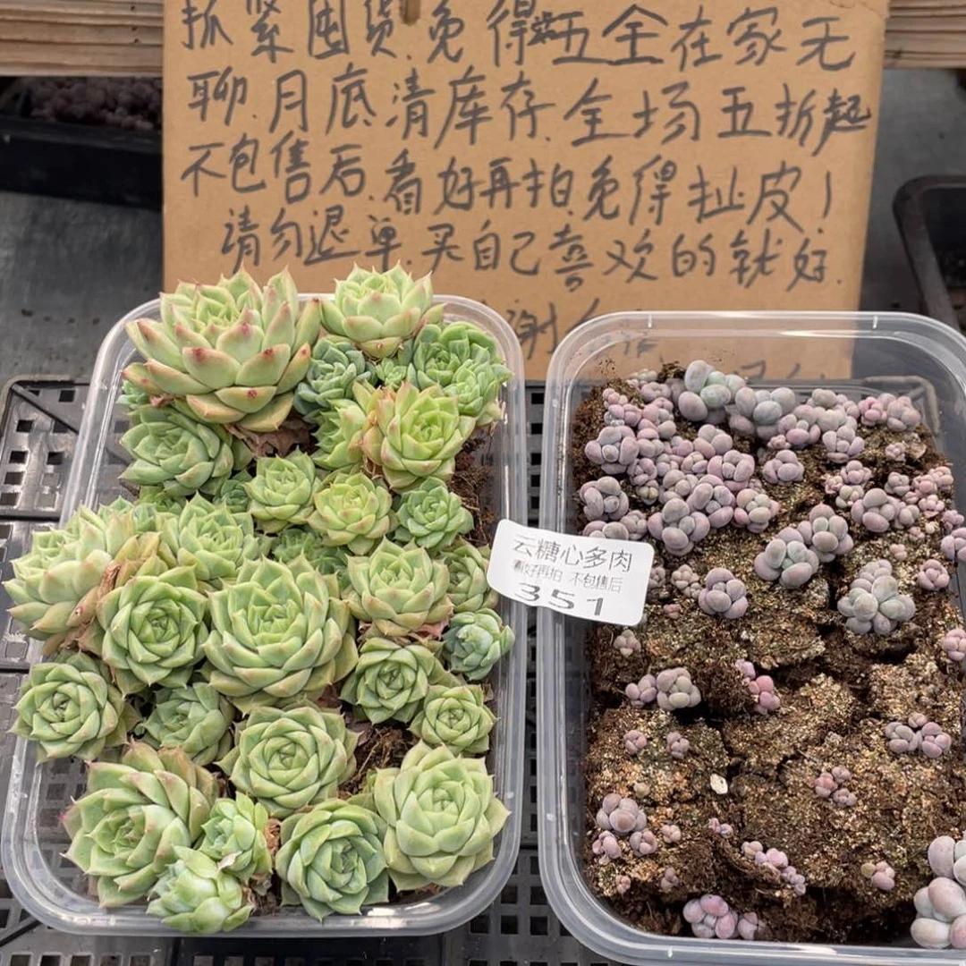 云糖心多肉植物351