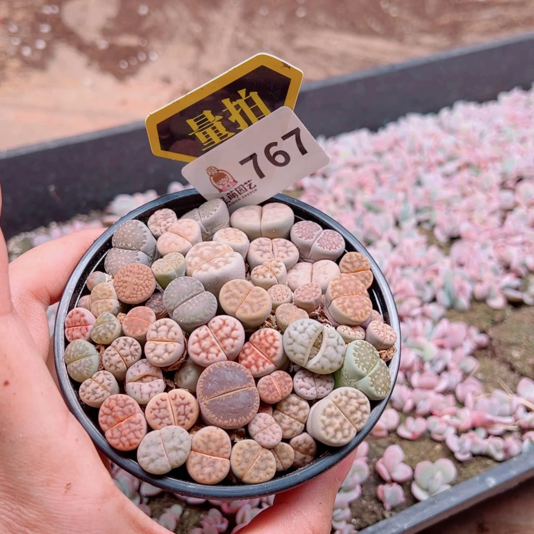 多肉植物多肉植物