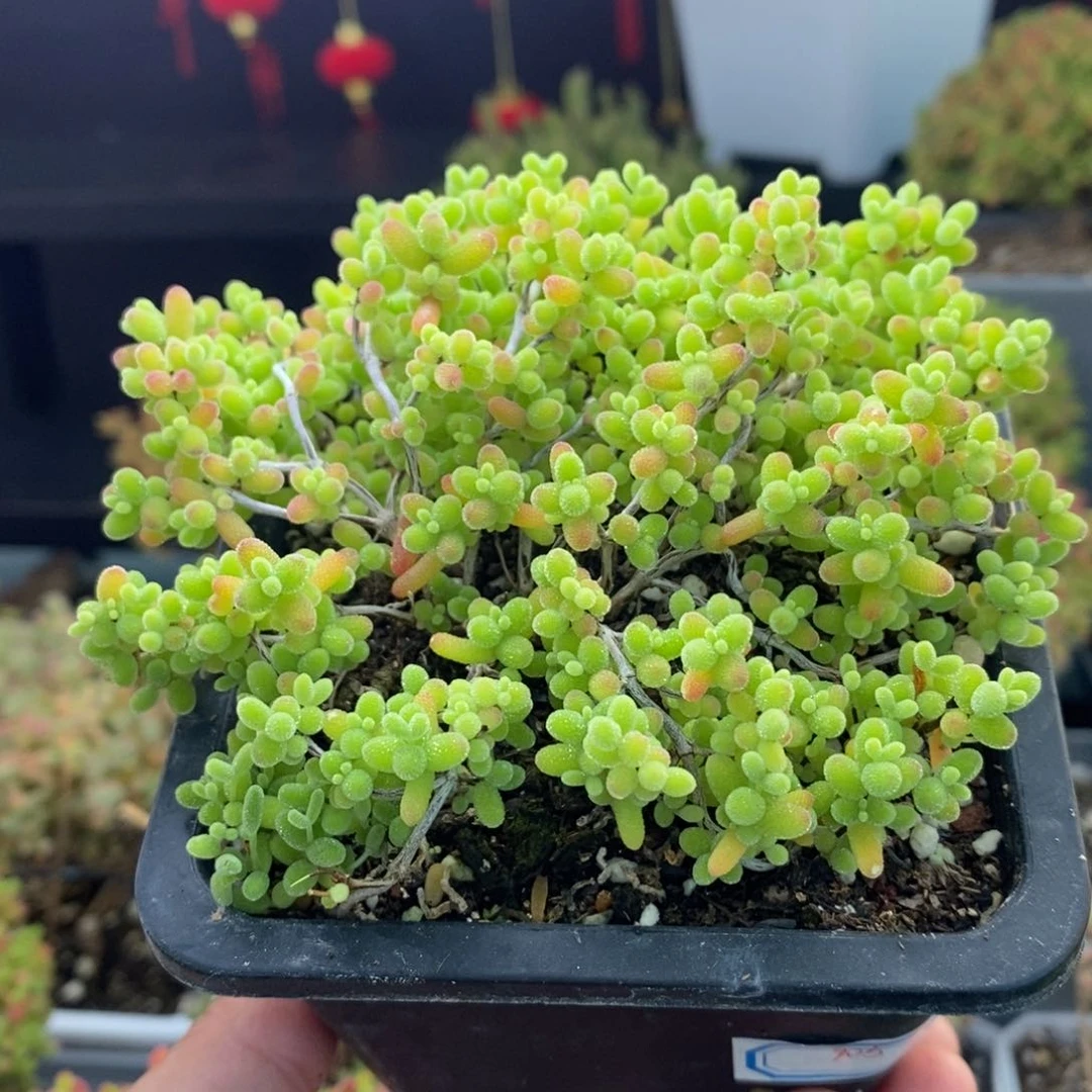 905号蜜橘糖球枝干多肉