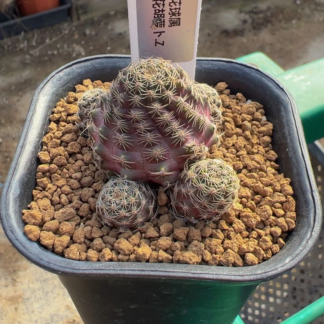 手***7126自根萝卜胡萝卜仙人球多肉植物