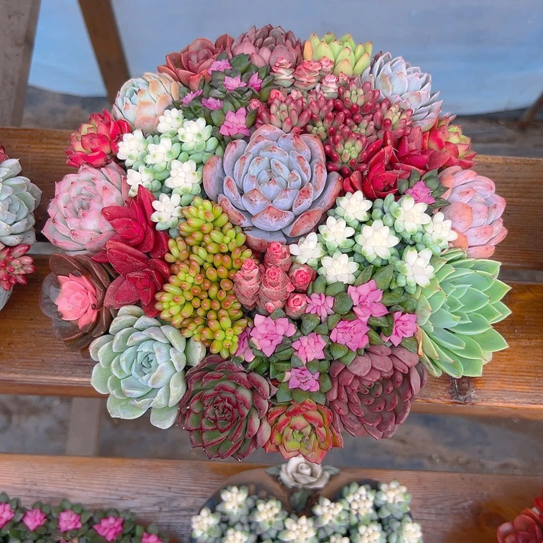 金玉满堂多肉组合花园