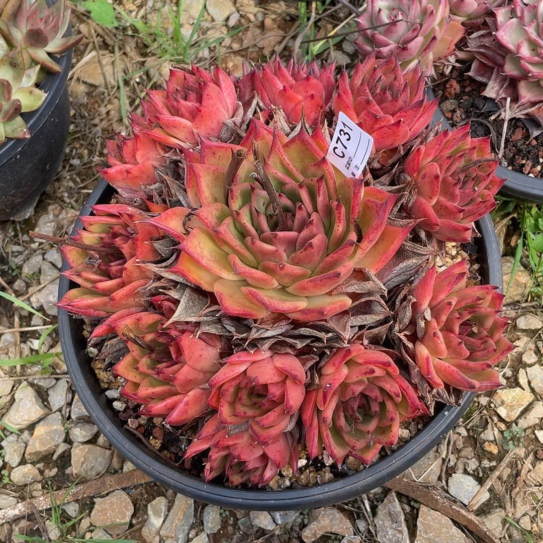 若如东云单拍C731