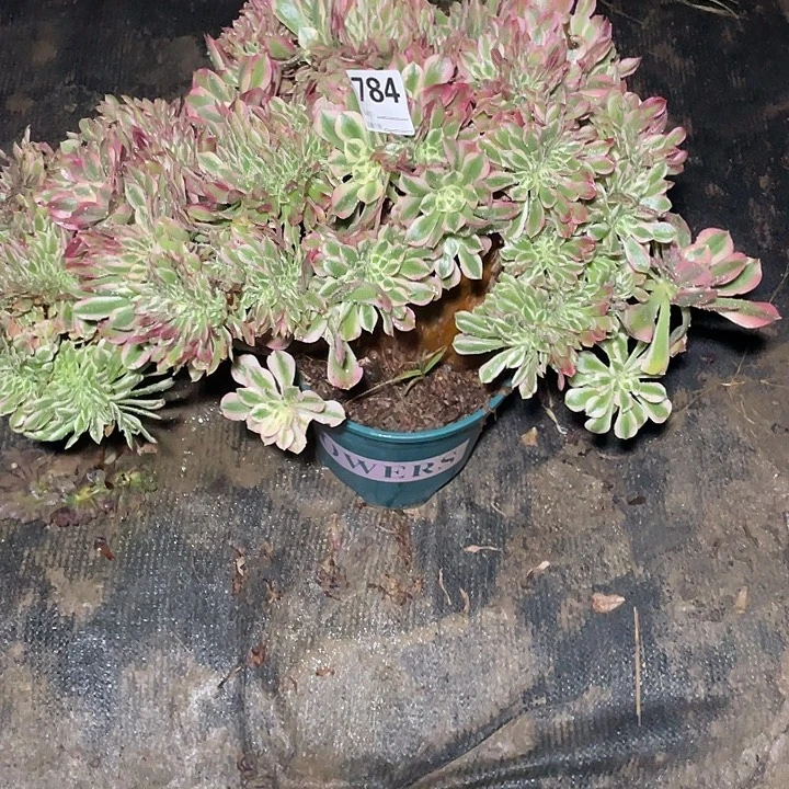 784女巫缀花3-5花花