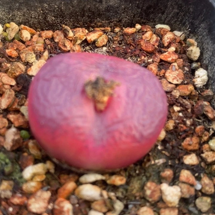 565一组四颗一组