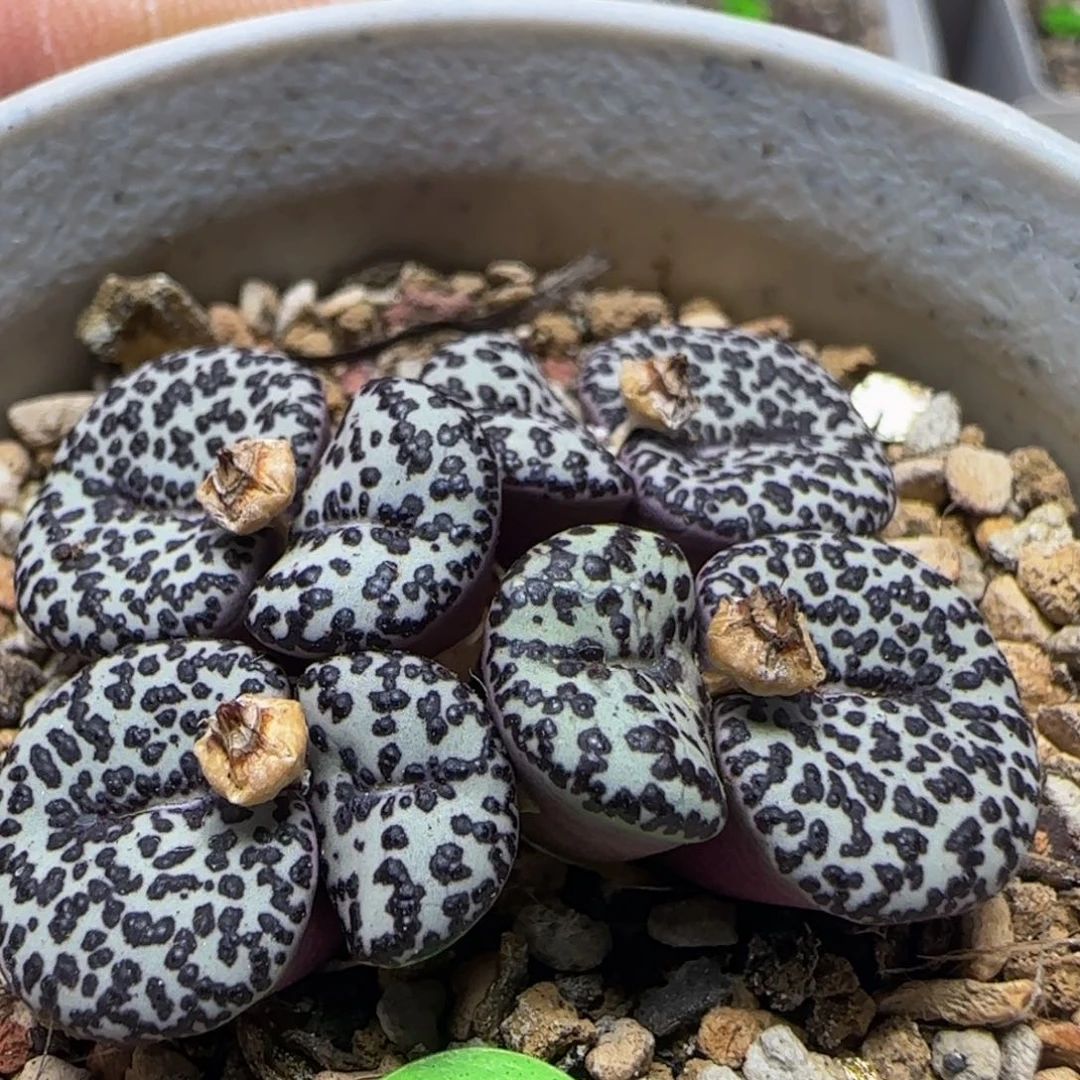 优选ts603漂亮多肉植物896