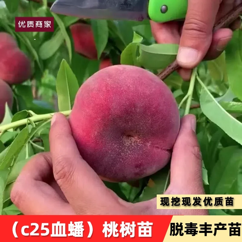新品种6月血桃早熟蜜桃红肉血蟠桃树苗c25血蟠苗南北方种当年结果