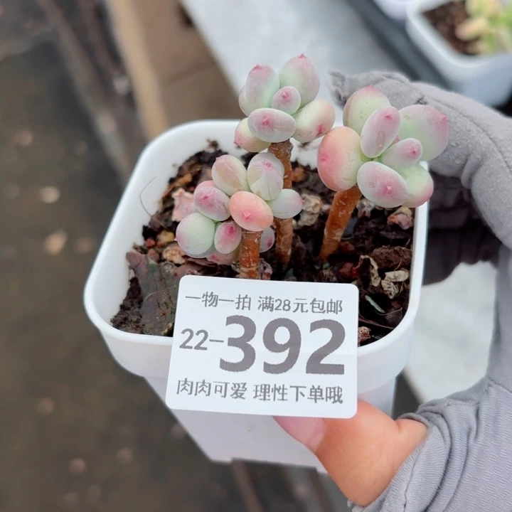 苹果奶多肉无盆土发货无盆