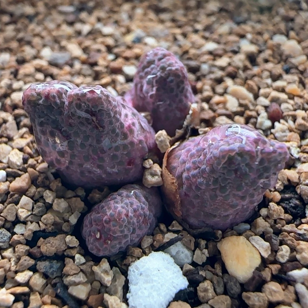 0662/四头草莓斑马/疤特/