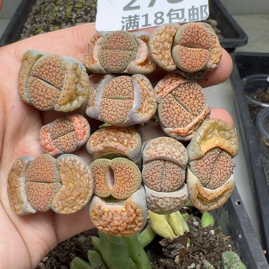 【闪购商品】顿**肉278……