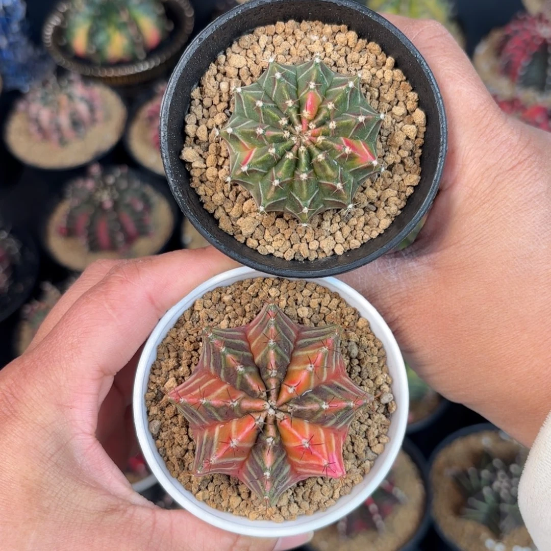 泰系米哈仙人球组合9号