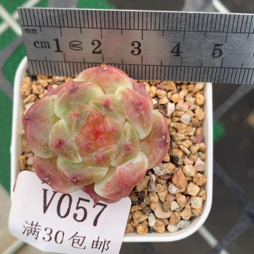 57。草莓冰魄。晒斑福利。