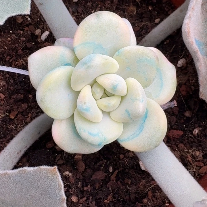 花斑鹿锦一物一拍