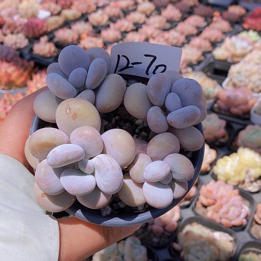 12-70 奶酪一物一拍