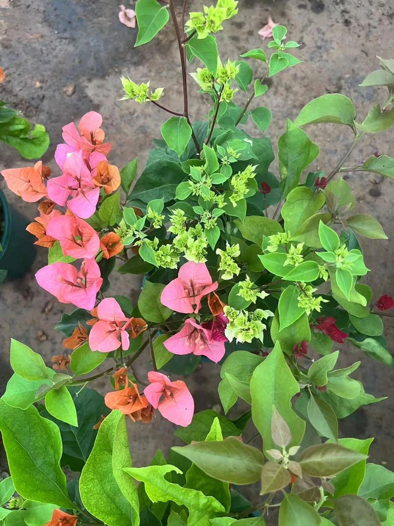 【三色】1.5加仑三色三角梅室内外好养花期长勤开花盆栽