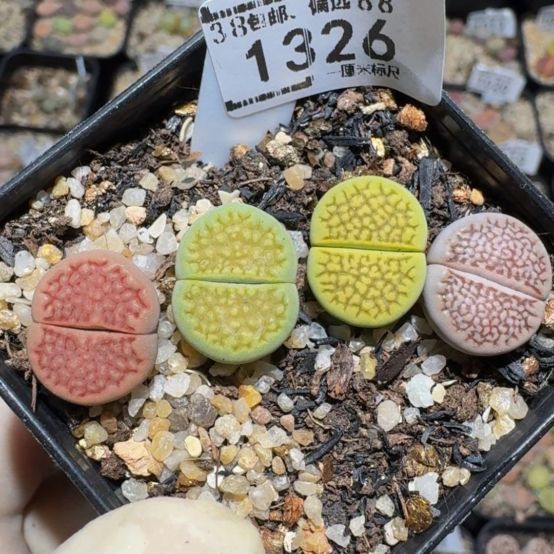 zzzx生石花肉锥1326