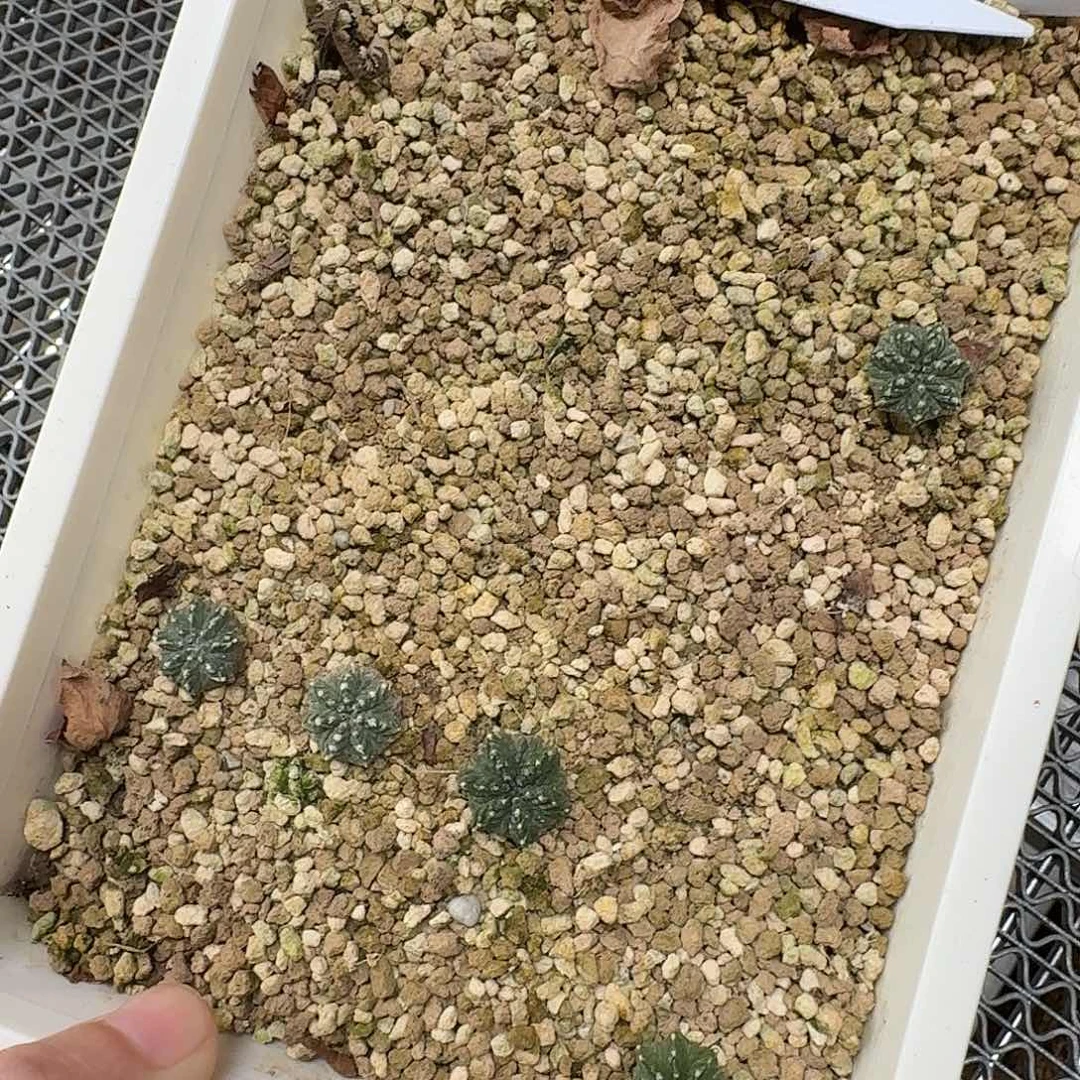 实生老花笼挑大的发hhh