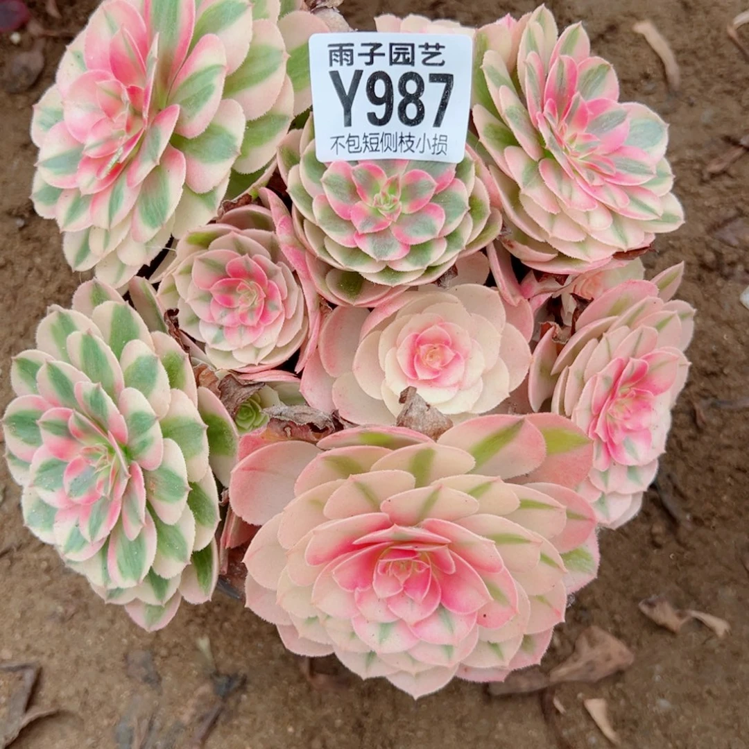 987倾城尺寸20左右