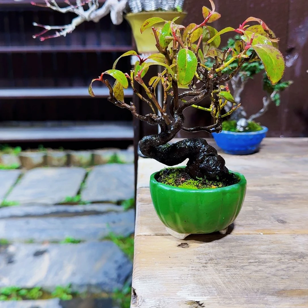 k****a小黄杨小精品小可爱