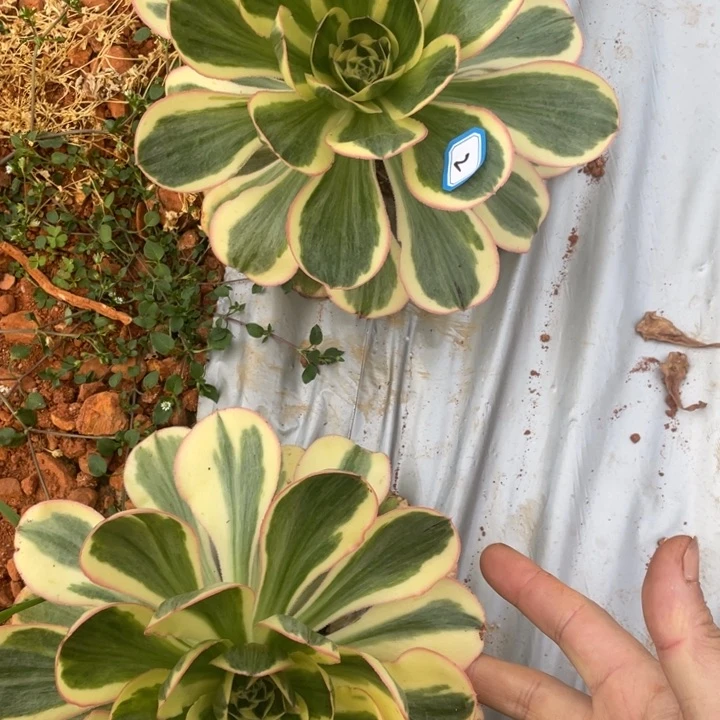 2燕子白锦俩个法师锦