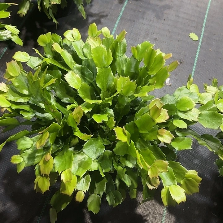 风***缘当前无花栽培后可以开花