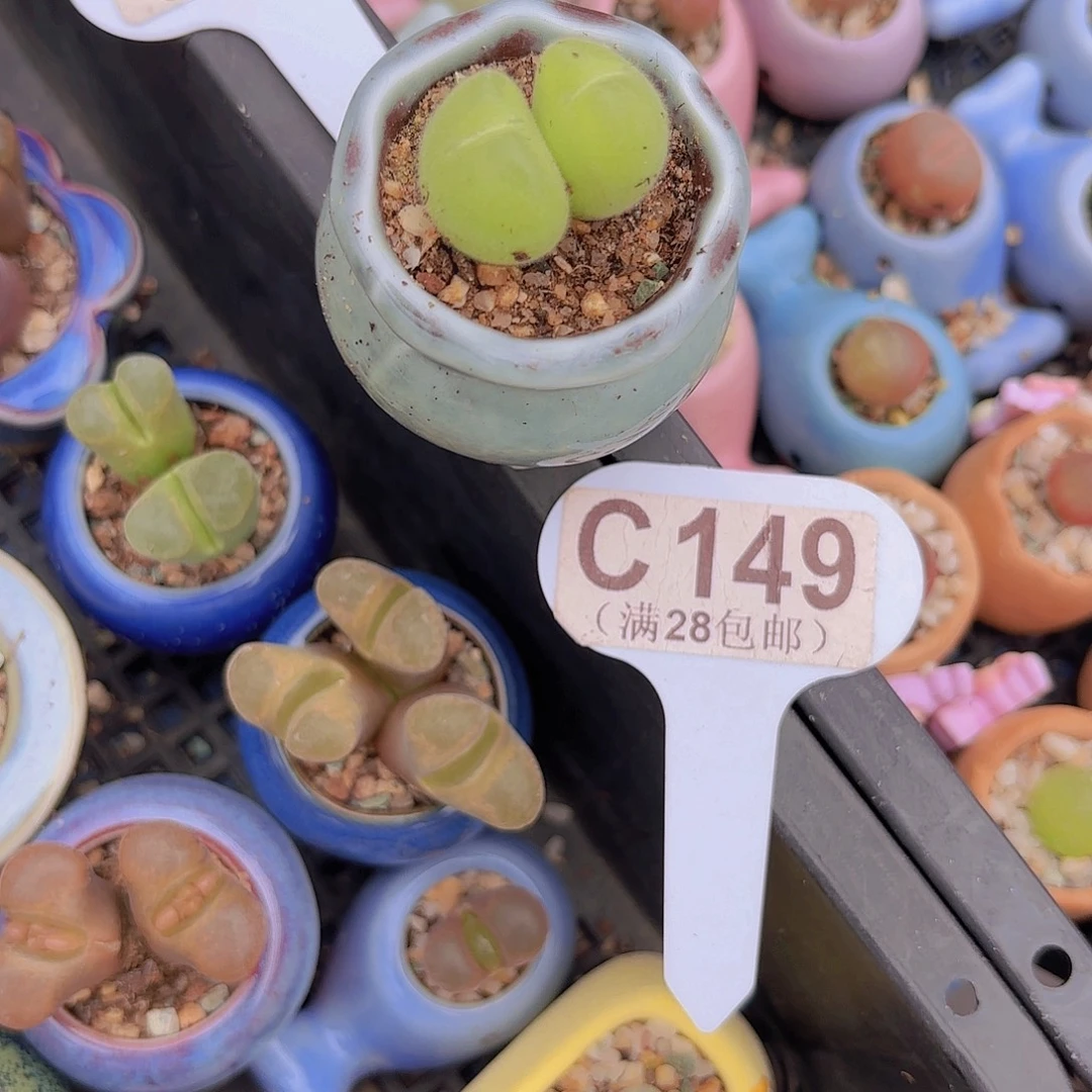 C149毛翠堤一物一拍
