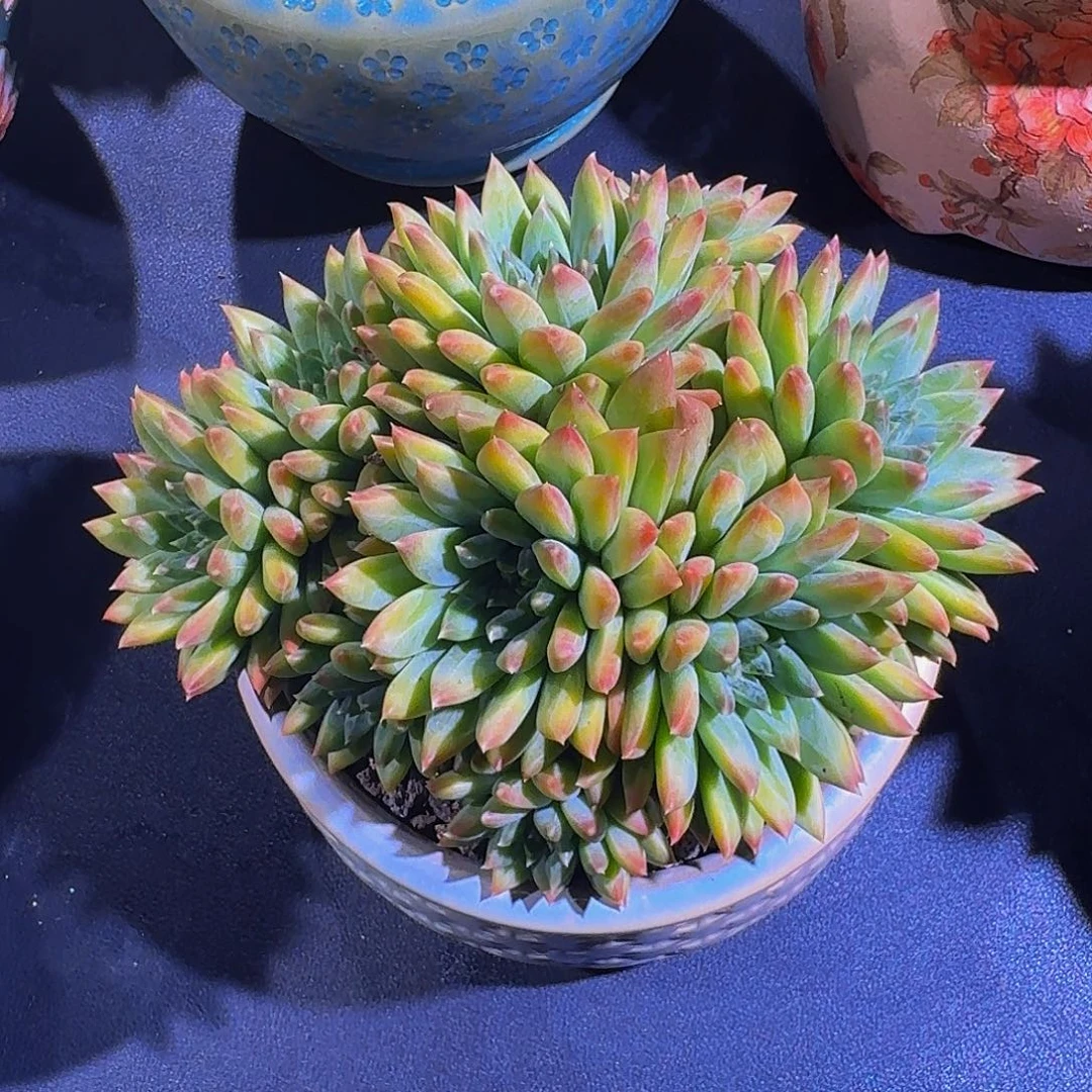 幻影 美人 一物一拍