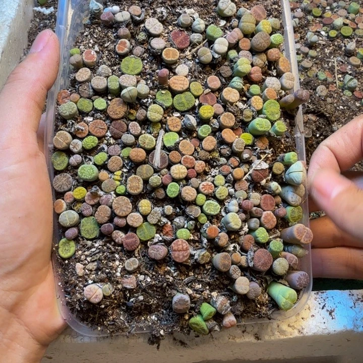 多肉植物的生长发育42