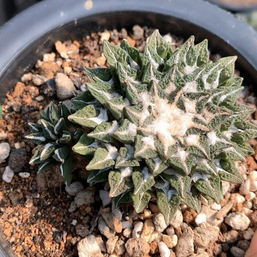 【闪购商品】自根萝卜根