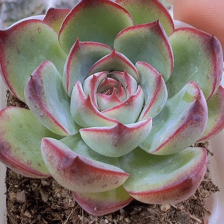 勾魂仙子19包邮多肉植物