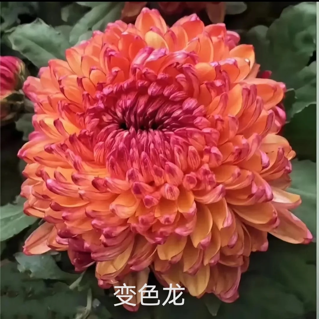 【高品对版】变色龙大菊苗一棵