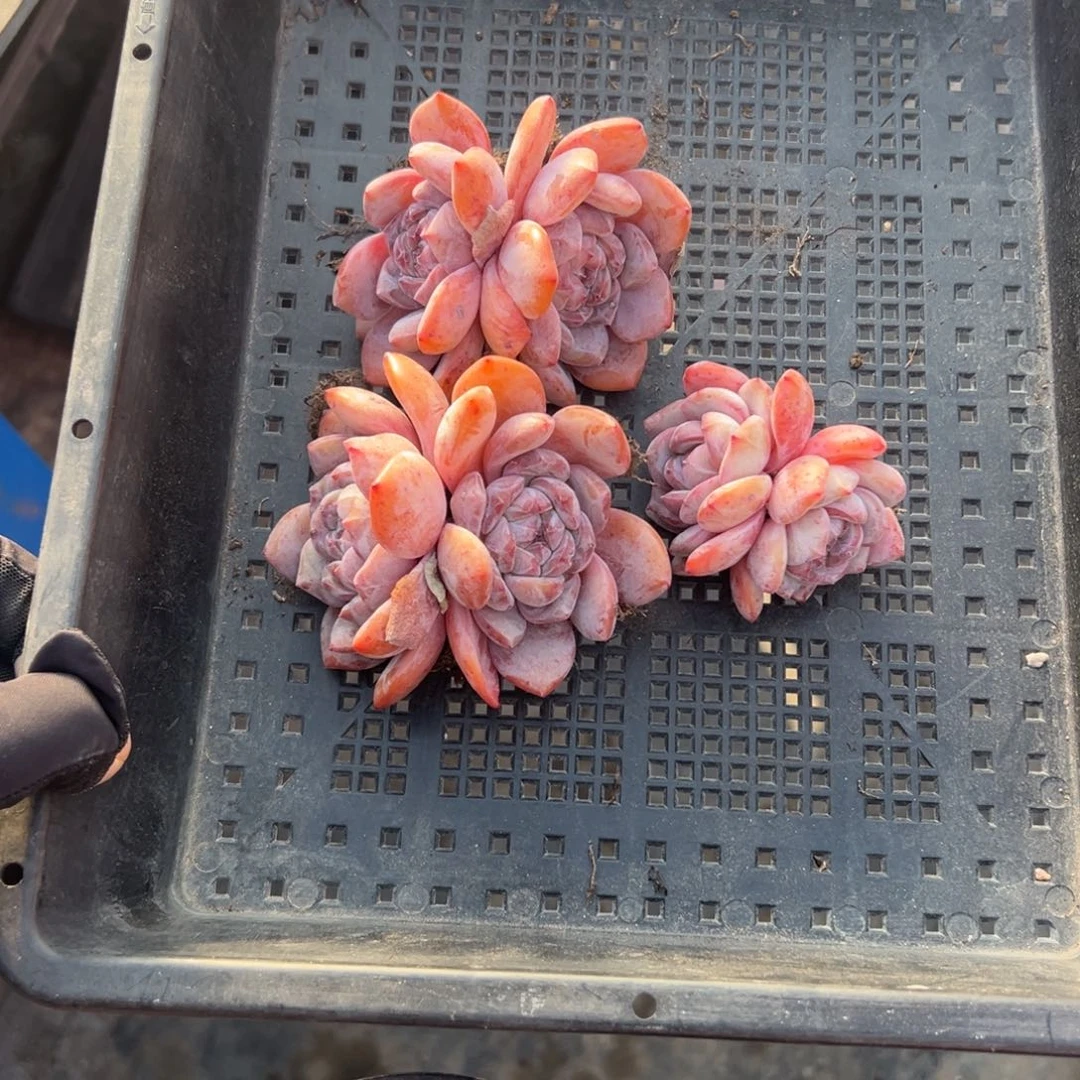 三个星影双头000000000