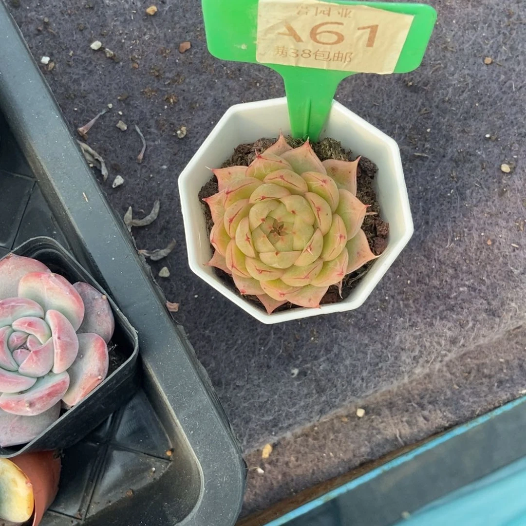 住****妞多肉植物111111