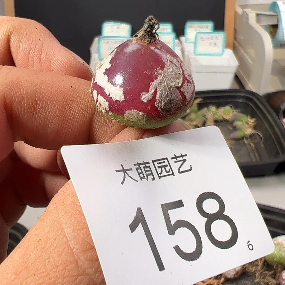 0000158 一物一拍……