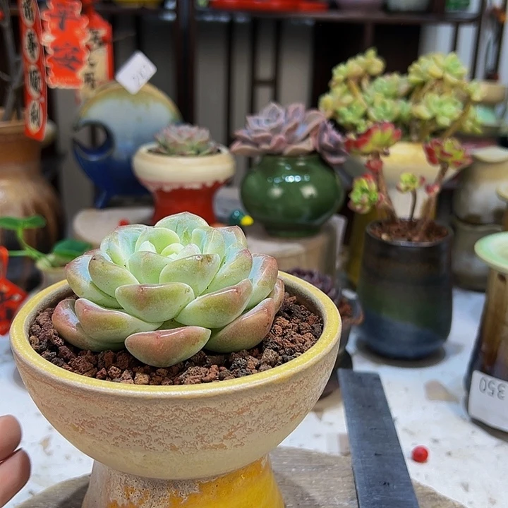 景德镇陶瓷2单包邮