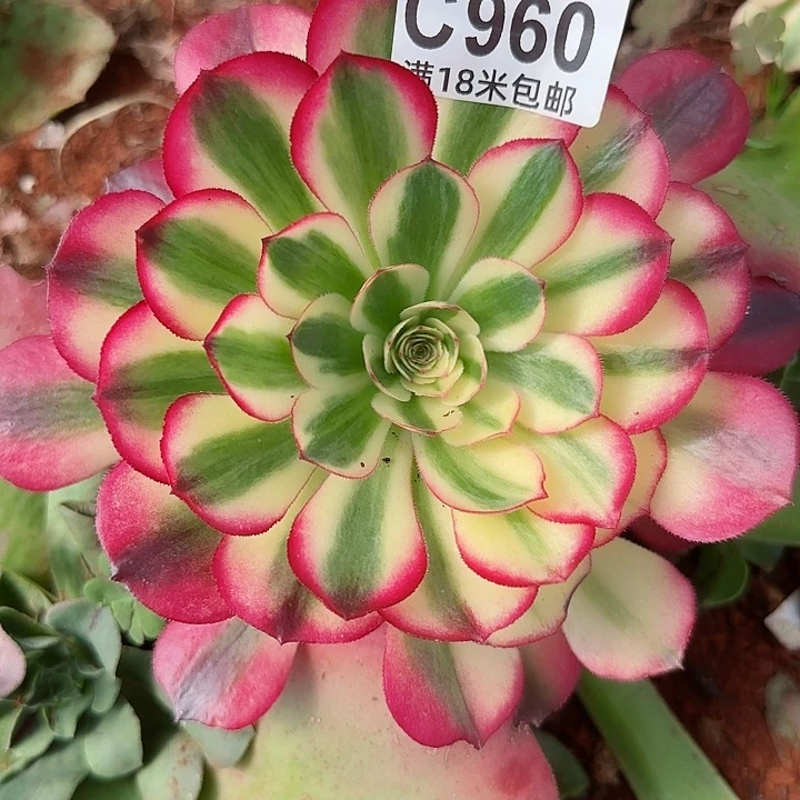 多肉法师荔枝捧花