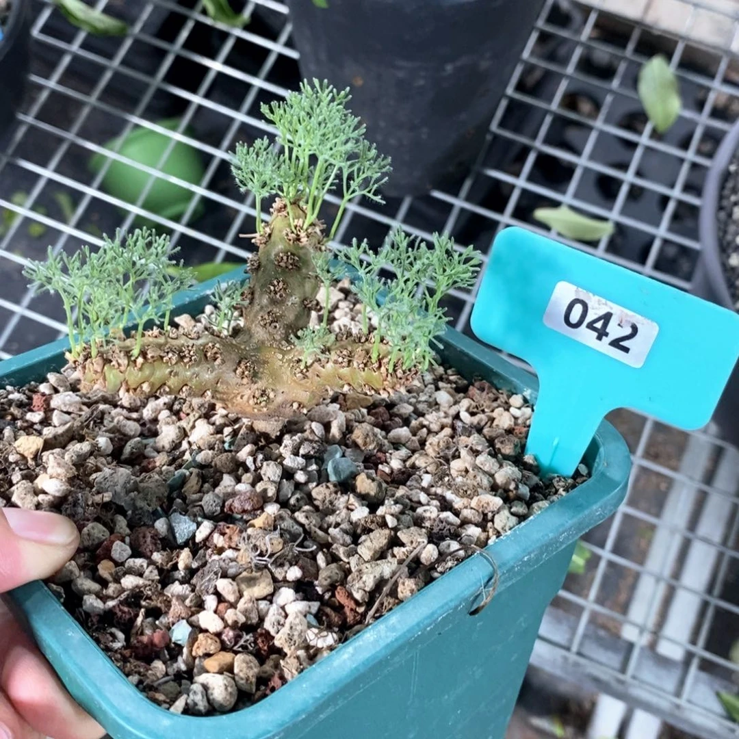 白皮越界多肉植物
