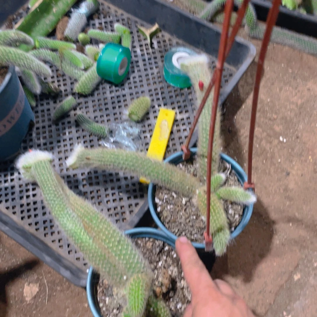 思***念九尾狐嫁接缀化11111