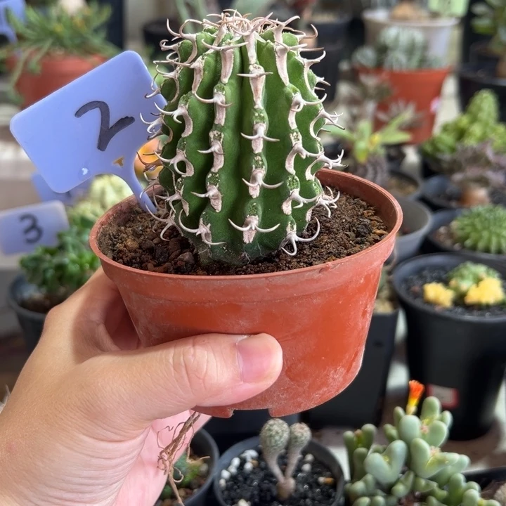 牛角麒麟带盆1111111