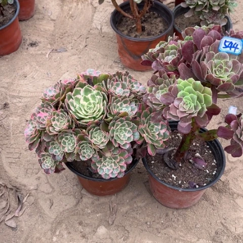 544多肉植物组合，