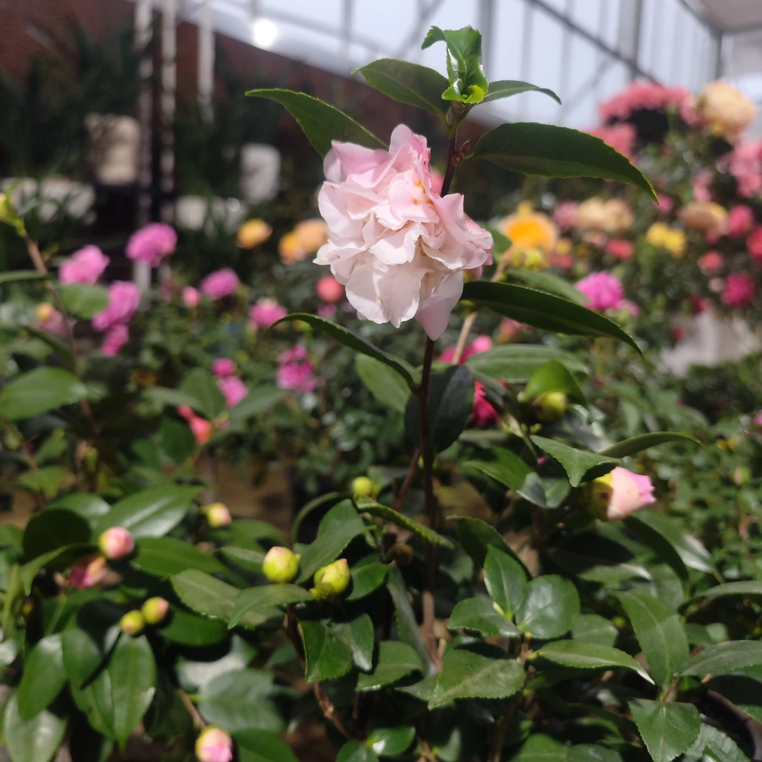 香妃茶花（带盆）