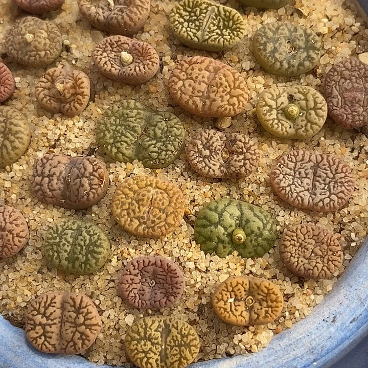 线纹鸟哈尼一颗