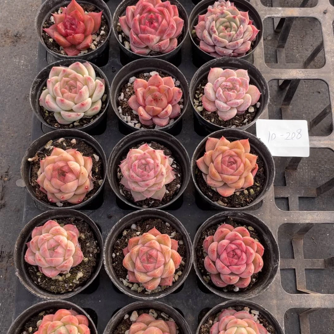 一物一拍18颗10-208