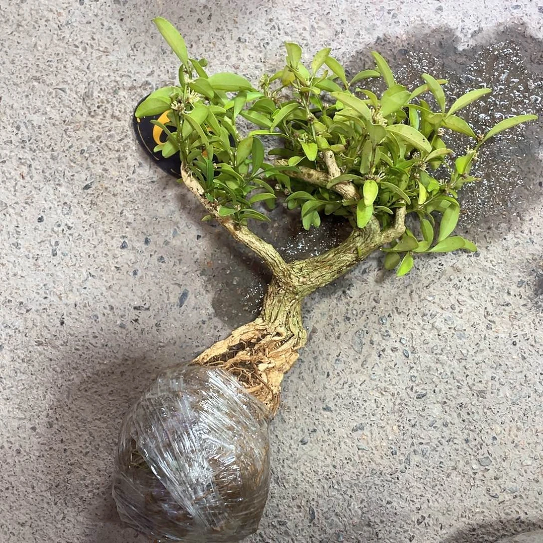 无***阮无花朵一起为梦想而加油啊