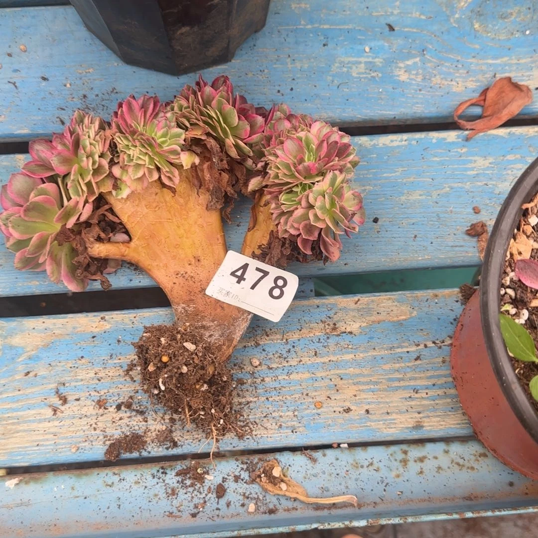 精品多肉植物0478