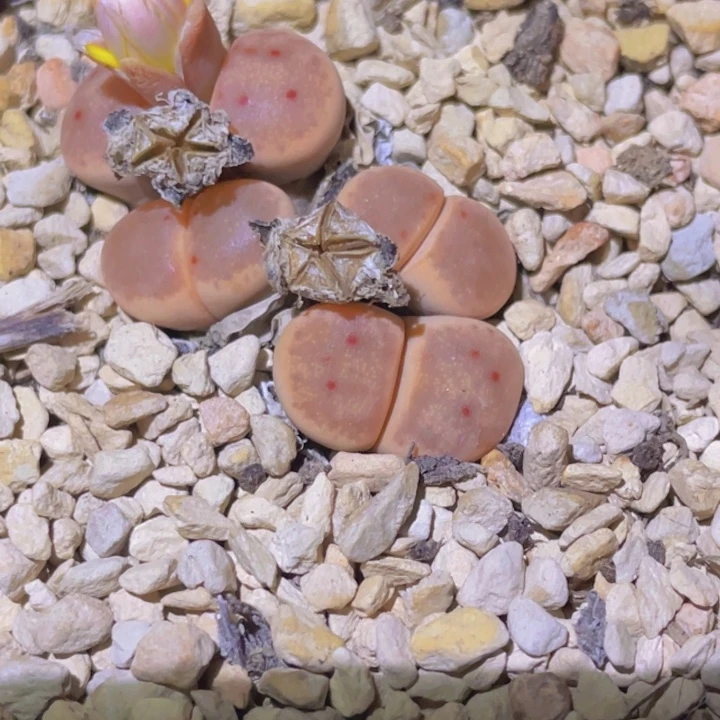 春***酒58888888088888888778