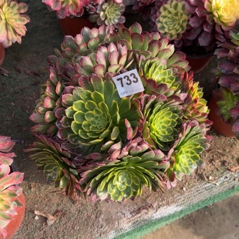 733朝霞朵朵多肉，