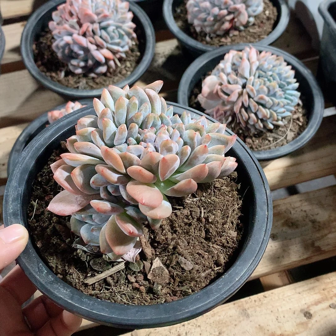 多肉植物多肉植物星影缀