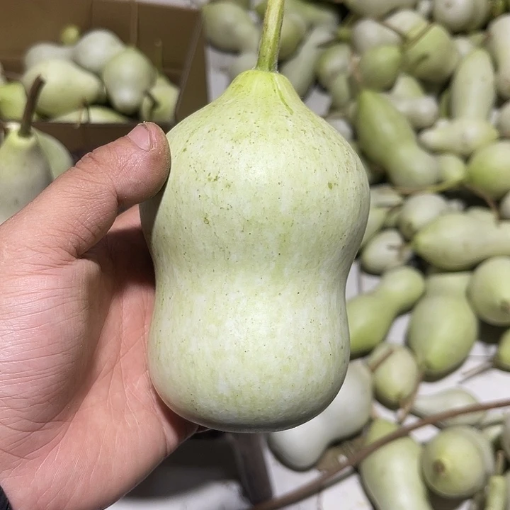 非洲紫檀（红花梨）姗***咪